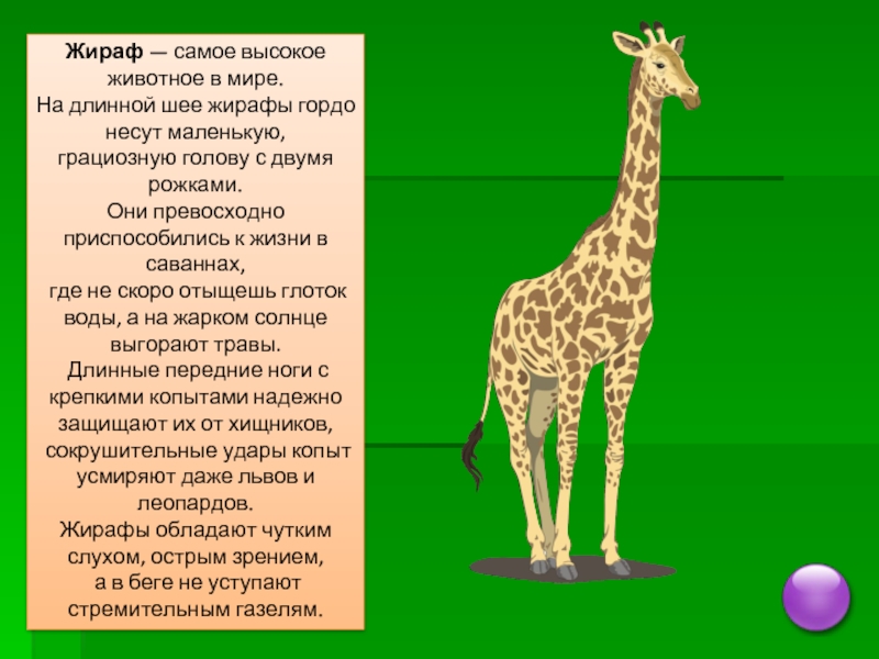 Почему у жирафов длинная шея: Палеонтологи решили загадку странной рептилии с шеей как у жирафа