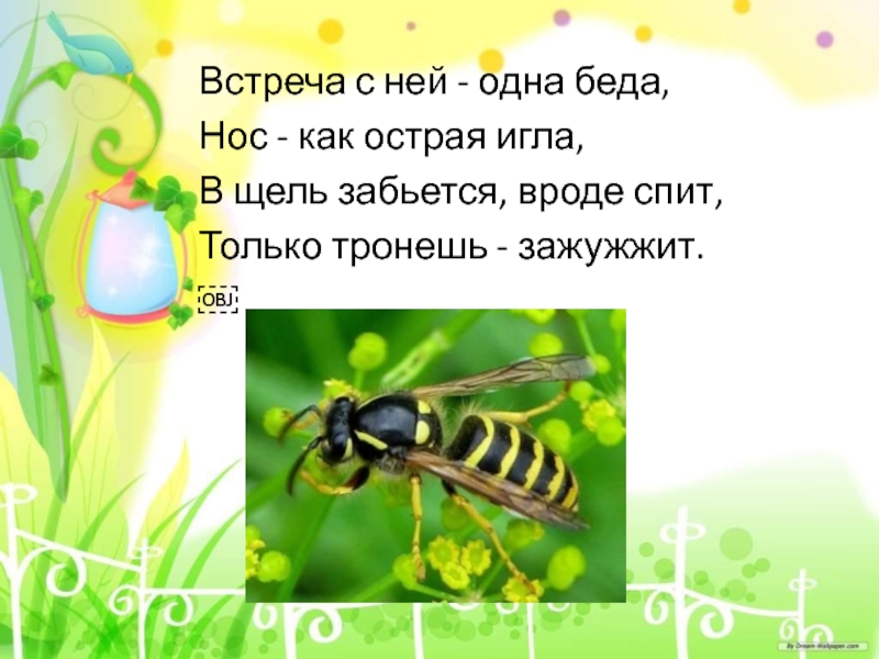 Загадки про насекомых с ответами: Загадки про жука с ответами