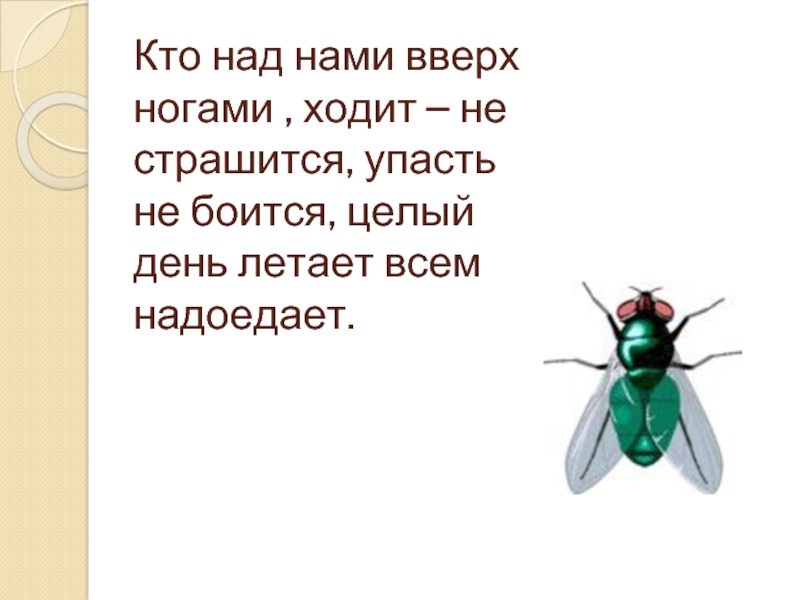 Целый день летает всем надоедает ночь настанет тогда перестанет ответ: Целый день летает, всем надоедает, Ночь настанет...