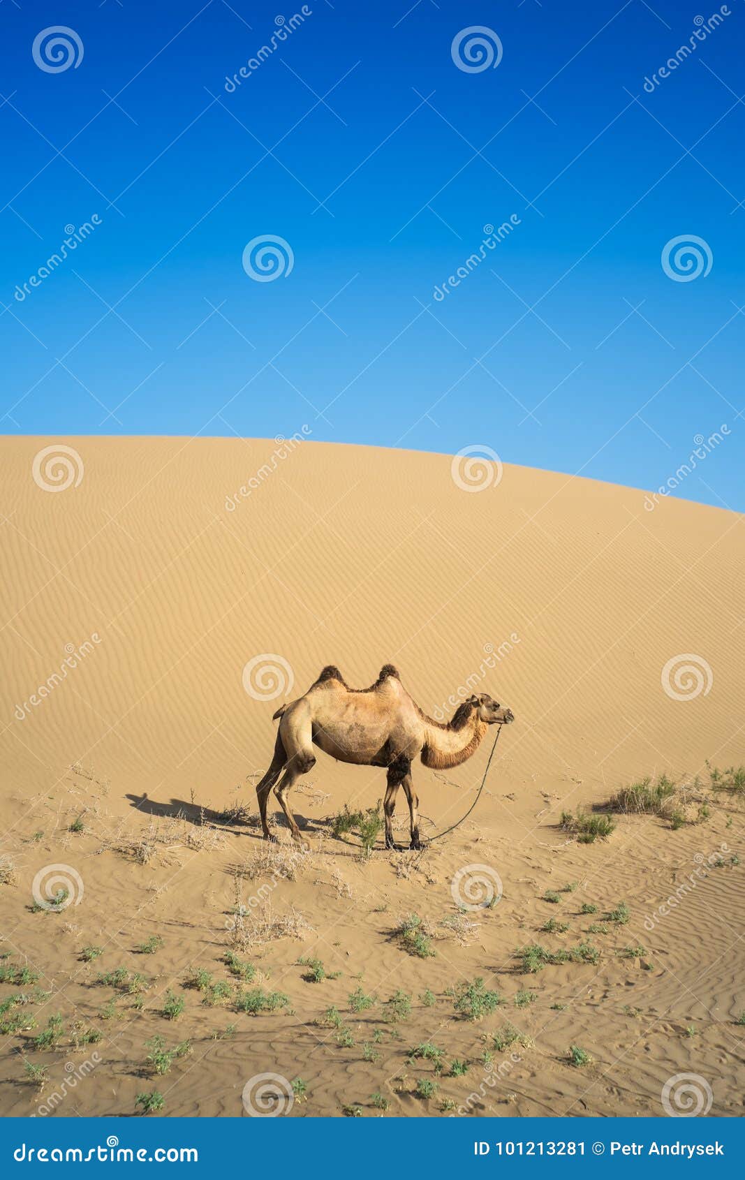 Где хранит воду верблюд: Зачем верблюду горбы? Чем питается верблюд? Сколько верблюд может жить без воды