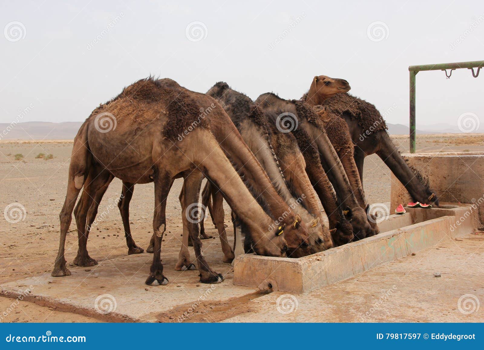 Где хранит воду верблюд: Зачем верблюду горбы? Чем питается верблюд? Сколько верблюд может жить без воды