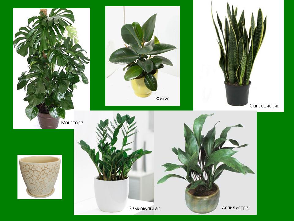 Комнатные растения для аллергиков детей: 7 комнатных растений, которые могут стать причиной аллергии