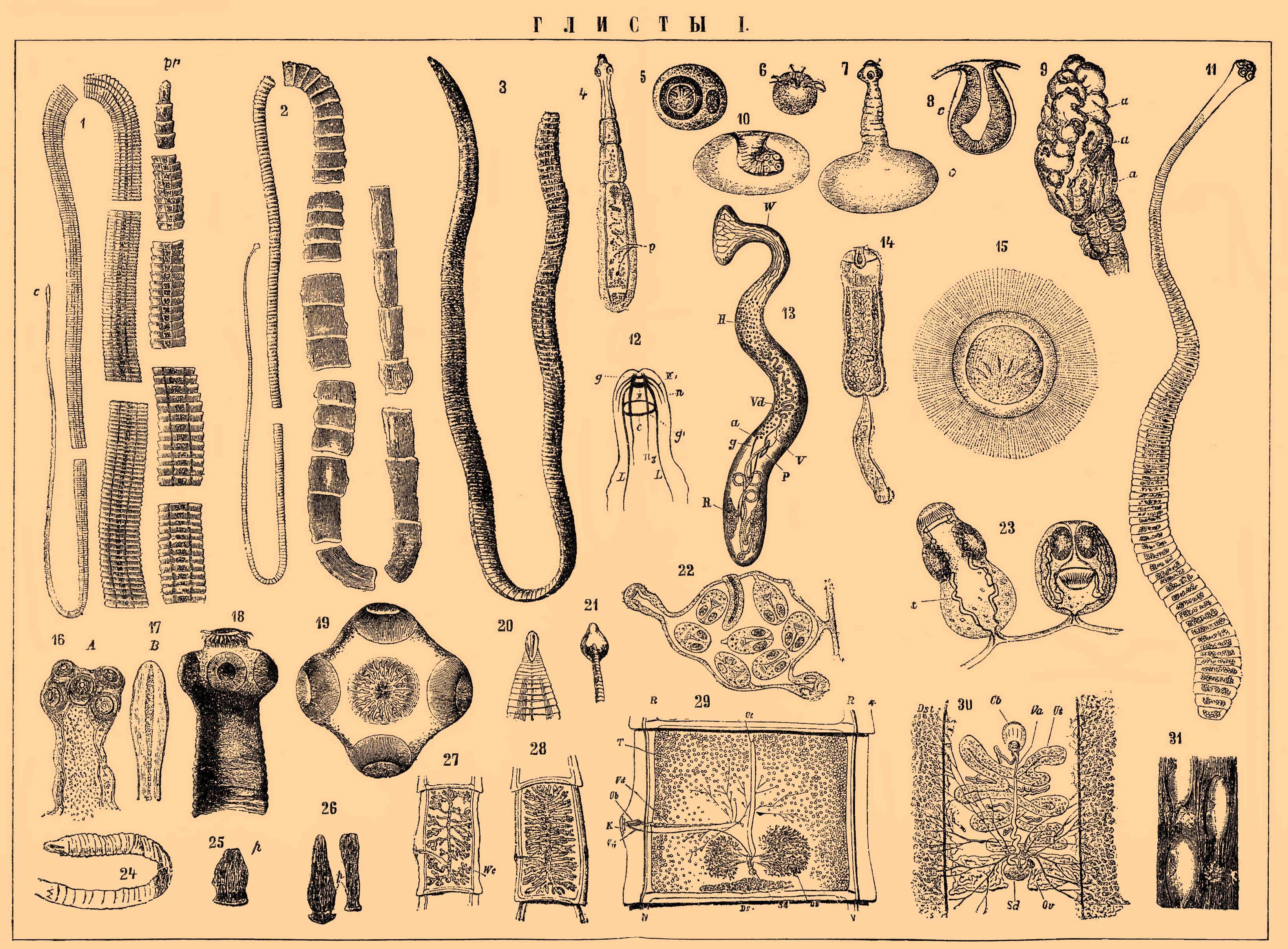 Ланцепупы это: Кто такие Ланцепупы?