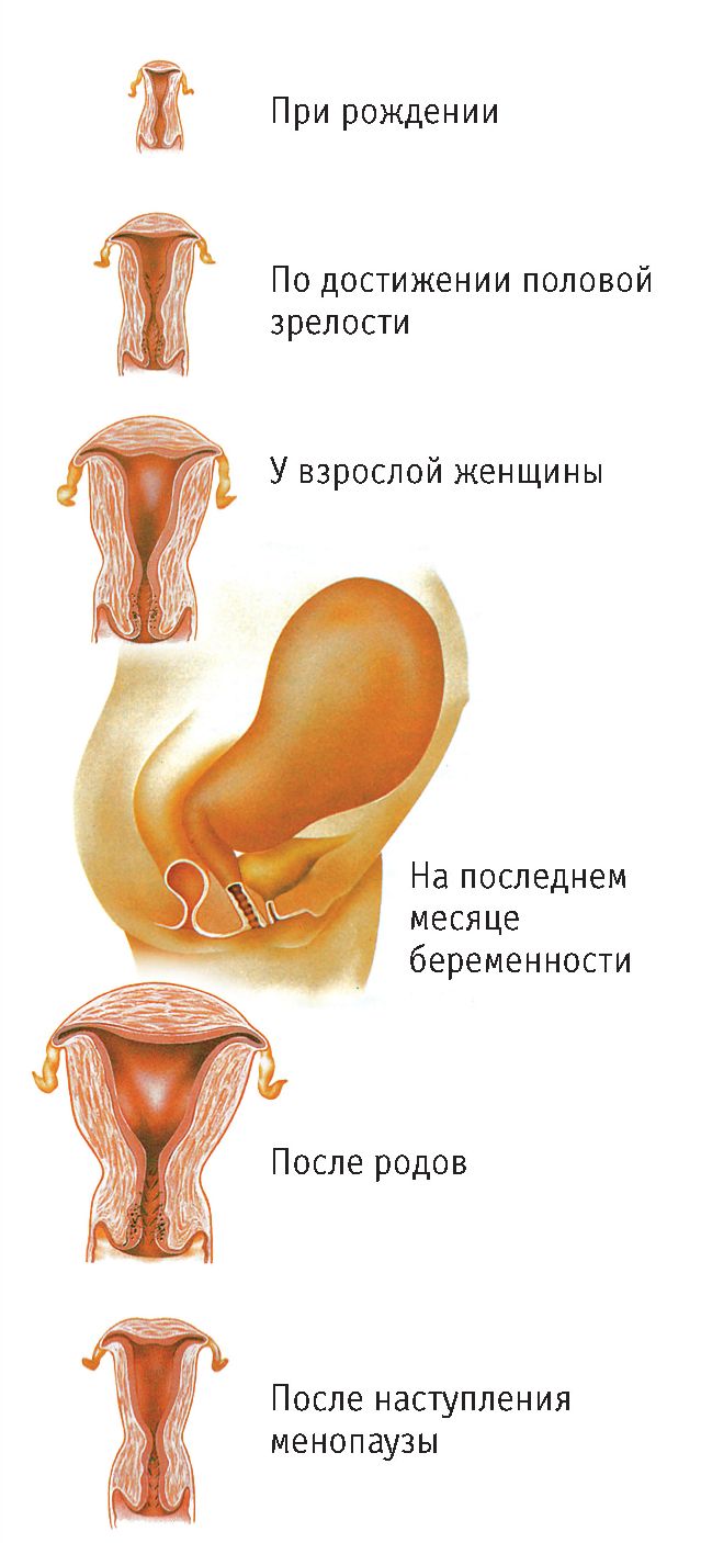 Как выглядят при беременности половые губы: Изменения в организме женщины при беременности