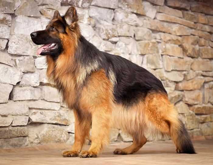 длинношерстная немецкая овчарка - дружелюбная собака