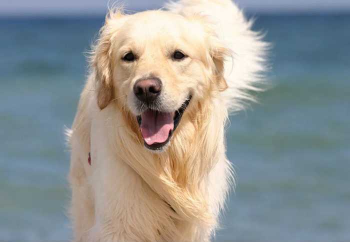 золотистый ретривер - самая дружелюбная порода собак в мире