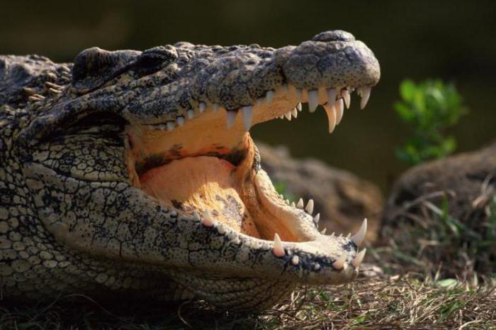 Почему плачет крокодил