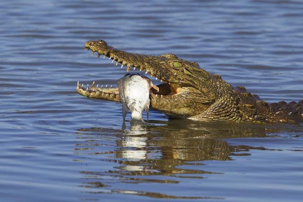 Почему крокодилы плачут когда едят