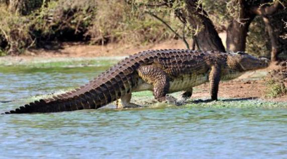почему крокодилы плачут во время еды