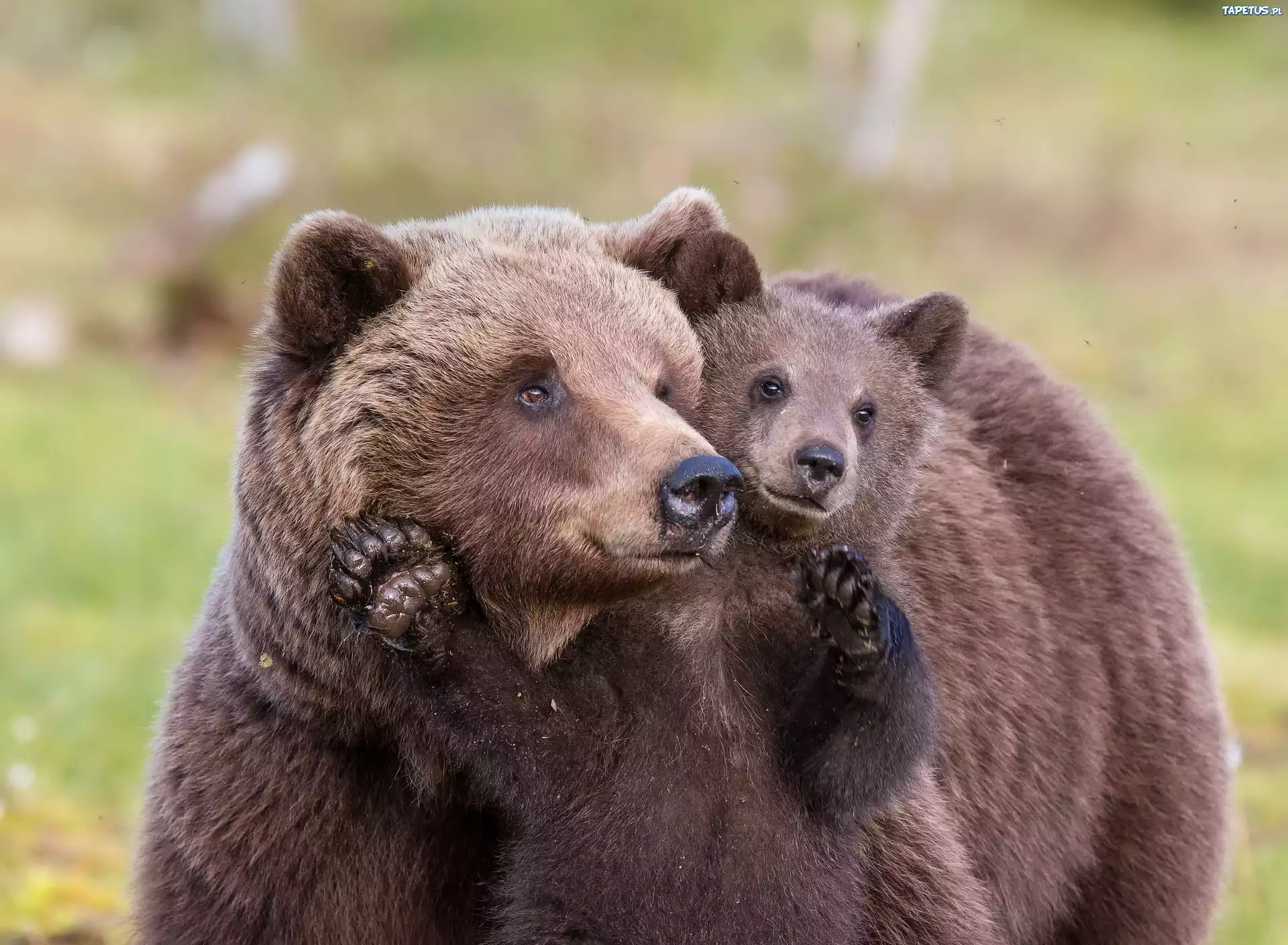 Медведица слушать онлайн: D0 bc d1 83 d0 bc d0 b8 d0 b9 20 d1 82 d1 80 d0 be d0 bb d0 bb d1 8c 20 d0 b8 20 d0 b7 d0 b5 d0 bc d1 84 d0 b8 d1 80 d0 b0 20 d0 bc d0 MP3 скачать бесплатно, слушать музыку d0 bc d1 83 d0 bc d0 b8 d0 b9 20 d1 82 d1 80 d0 be d0 bb d0 bb d1 8c 20 d0 b8 20 d0 b7 d0 b5 d0 bc d1 84 d0 b8 d1 80 d0 b0 20 d0 bc d0