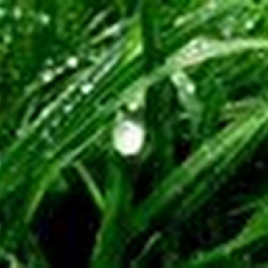 В какое время года роса на траве: В какое время года бывает роса