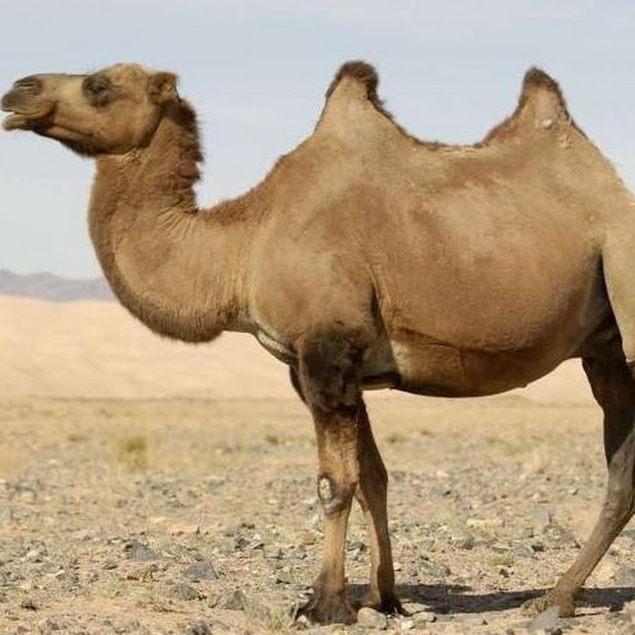 Почему верблюд может долго обходиться без воды: Как долго верблюд может обходиться без... - Фельдман Экопарк