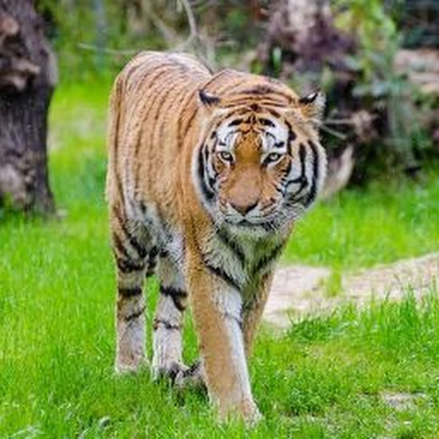 Про тигров песни: D0 bf d1 80 d0 be 20 d1 82 d0 b8 d0 b3 d1 80 d0 b0 MP3 скачать бесплатно, слушать музыку d0 bf d1 80 d0 be 20 d1 82 d0 b8 d0 b3 d1 80 d0 b0