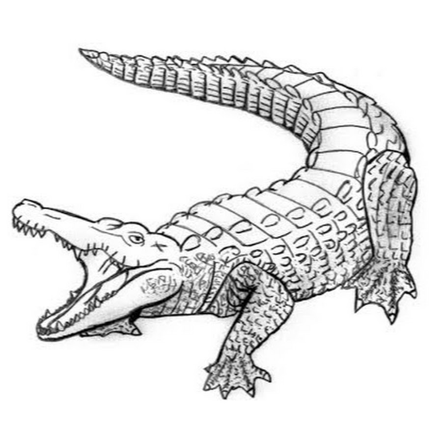 Нарисуй крокодила тест: основы интерпретации и опыт применения — Студопедия