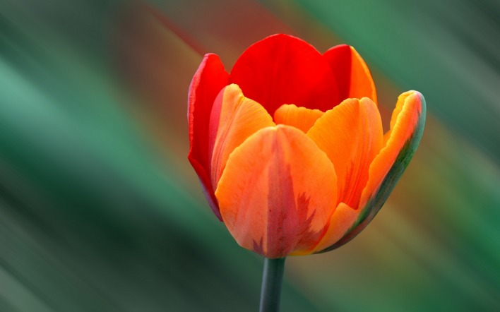 Тюльпан что означает: значение цветка, белые, желтые, красные